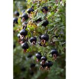 doğaşık Siyah Kuşburnu Fidanı - 50 70 cm (Rosa pimpinellifolia) Saksılı