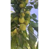 doğaşık Yalancı Portakal Ağacı Fidanı Maclura Pomifera 1-2 Yaş Arası