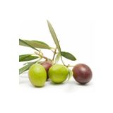 Doğaşık Zeytin Ağacı Fidanı Nesilden Nesile Miras Kalan Ağaç 2 Yaşında