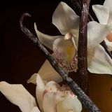 Dolce & Gabbana-Bir kadın/kadın Parfüm, 1 Paketi (1 x 30 mL)
