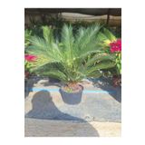 Dolgon Fomlu Cycas Peyzaj Çiçeği 55-80Cm 1 Adet Saksılı Sikas, BTS04062025BYB306