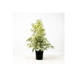 Dolgun Formlu Benjamin Starlight Bitkisi (Alaca Yapraklı) 1 Adet 60-80Cm
