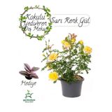 Dolgun Formlu Canlı Sarı Gül Fidanı 30-50Cm Saksılı+ Telgraf Çiçeği