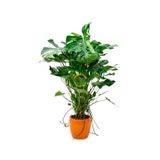 Dolgun Formlu Deve Tabanı Çiçeği Yosun Sopalı 130-150 cm | Monstera Deliciosa, Yosun Sopa Destekli, 130-150 cm Boy, Dolgun Form, İç Mekan Bitkisi