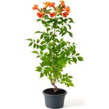 Dolgun ve Büyük Çiçekli Turuncu Acem Borusu Çiçeği 50-70CM Saksılı (Campsis Radicans)