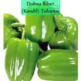Dolma Biber Tohumu 1 Paket (10Gr=1000+ Adet) Kandil Dolma Biberi Tohumu