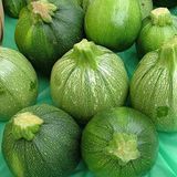 Dolmalık Topak Kabak Fidesi (5 Adet)