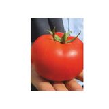 Domates Tohumu Didem 5 gr 2 Adet