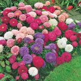 Dona Dayanıklı Pompon Yellow Aster Çiçeği Tohumu(50 Tohum)