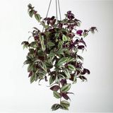 Dönmez Çiçek Telgraf Çiçeği Askılı Saksı Tradescantia Zebrina Çiçeği