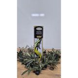 Dorello Naturel Sızma Zeytinyağı - 10 lt