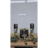 Dorello Naturel Sızma Zeytinyağı 14 litre - 14 lt