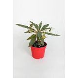 Dorstenia Foetida Koleksiyon Sukulent 8.5 cm Saksıda