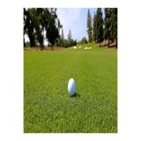 dört mevsim tohumcu İthal Bermudagrass Çim Tohumu 500 Gr