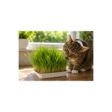 Dört Mevsim Tohumculuk %100 Doğal Kedi Çimi Tohumu 250 GR (Tüy Yumağı Önleyici)