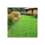 Dört Mevsim Tohumculuk Festuca Arundinacea Çim Tohumu - 1 Kg