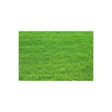 Dört Mevsim Tohumculuk Festuca Rubra Rubra Çim Tohumu - 1 Kg