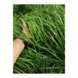 Dört Mevsim Tohumculuk İthal Ryegrass - Süt Otu - İtalyan Çimi Tohumu (10 KG)