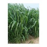 Dört Mevsim Tohumculuk Sorgum Sudan Otu Tohumu (5 KG)