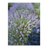 Doruk Fidancılık 100 Adet Lavanta Açık- Kök Angustifolia Fidanı Fidesi