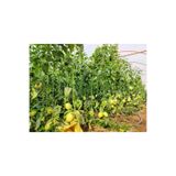 Doruk Fidancılık Pepino Fidesi Açık Kök 5 Adet