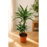 Dracaena Deremensis Warneckii 2 Gövdeli Hava Temizleyen Bitki