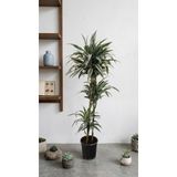 Dracaena Deremensis Warneckii 3 Gövdeli Ev Bitkisi 140-150 cm