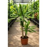 Dracaena Dremensis Warneckii 2 Kök Saksılı Bitki 90-110 cm | Ev ve Salon Bitkisi, Ofis İçin Uygun, Variegata Yapraklar, Tropikal İç Mekan, Dekoratif Saksı