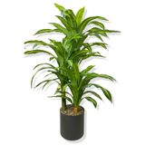 DRACAENA FRAGRANS 3 GÖVDE YAPAY AĞAÇ 160 CM GOLD KEMERLİ BEYAZ 30X30 SAKSI