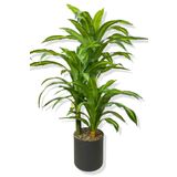 Dracaena Fragrans 3 Gövde Yapay Ağaç 160 Cm Siyah 30x30 Galvaniz Saksı