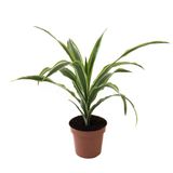 Dracaena Fragrans 'Lemon Lime' (Dragon Ağacı)