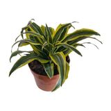 Dracaena Fragrans Lemon Lıme