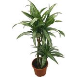 Dracaena Fragrans 'Warneckei'