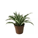 Dracaena Fragrans 'White Jewel' (Dragon Ağacı)