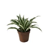 Dracaena Fragrans 'White Jewel'