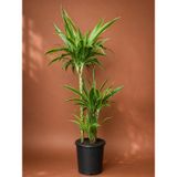 Dracaena Lemon Lime 3 Gövdeli Form, 100-115 cm | İç Mekan Bitkisi, Sarı-Yeşil Yapraklar, Tropikal Görünüm, Saksıda Teslim, Dekoratif Bitki