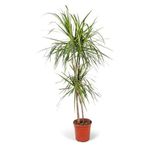 Dracaena Marginata 2 Gövdeli Saksı Bitkisi 90-100 cm