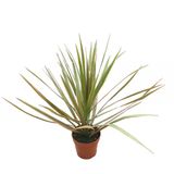 Dracaena Marginata 'Bicolor' (Dragon Ağacı)