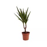 Dracaena Marginata - Ejderha Ağacı - 10,5 Cm Plastik Saksıda