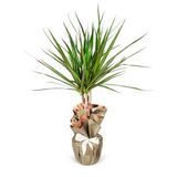 Dracaena Marginata
