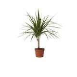 Dracena Marginata Bitkisi - Madagaskar Dragon Ağacı 50-60 cm