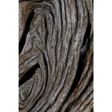 Driftwood Journal: Lined Journal, 120 Pages — Original Nature Texture Photography Cover