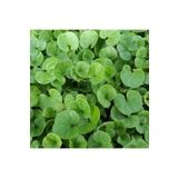 DSV Dichondra Rephends (fare Kulağı) Çim Tohumu 250gr