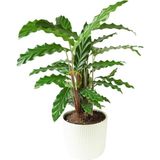 Dua Çiçeği 'calathea Rufibarba' 40-50CM