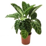 Dua Çiçeği - Calathea Zebrina
