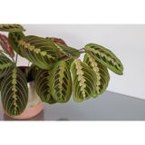 Dua Çiçeği – Maranta Leuconeura