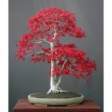 Dükkan Senin Acer Rubrum Bonsai Ağacı Tohumu Kırmızı Akçaağaç Ekim Seti + Saksı + Toprak