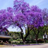 Dünyanın En Hızlı Büyüyen Tomentasa Paulownia Ağacı Tohumu (50TOHUM) - Standart