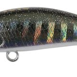 Duo Tetra Works Toto 42S AHA0324 Rame Shiner