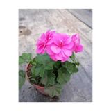 DURALÇİÇEKÇİLİK Shocking Pembe Sardunya Çiçeği Fidesi 10-20 cm